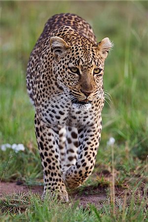 panthère - Kenya,Narok district,Masai Mara. A leopard on the prowl in Masai Mara National Reserve. Foto de stock - Con derechos protegidos, Código: 862-03367004