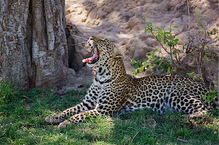 Kenya,Narok district,Masai Mara. A leopard yawns showing its powerful jaw and sharp teeth in Masai Mara National Reserve. Stock Photo - Rights-Managed, Code: 862-03367005