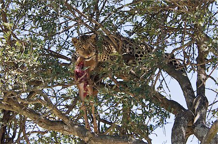 simsearch:862-03366958,k - Kenya,Narok district,Masai Mara. A leopard with its impala antelope kill in a tree in Masai Mara National Reserve. Stock Photo - Rights-Managed, Code: 862-03367009