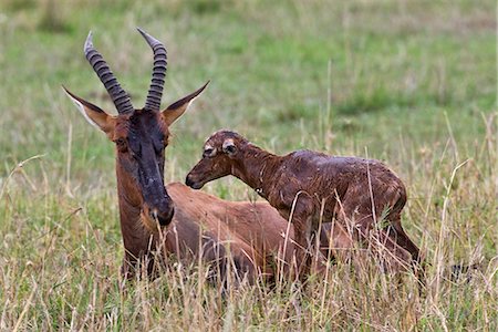 simsearch:862-03366966,k - Kenya,Narok district,Masai Mara. A Topi antelope and newborn calf in Masai Mara National Reserve. Foto de stock - Direito Controlado, Número: 862-03367001