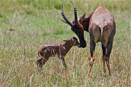 simsearch:862-03366966,k - Kenya,Narok district,Masai Mara. A Topi antelope and newborn calf in Masai Mara National Reserve. Foto de stock - Direito Controlado, Número: 862-03367002