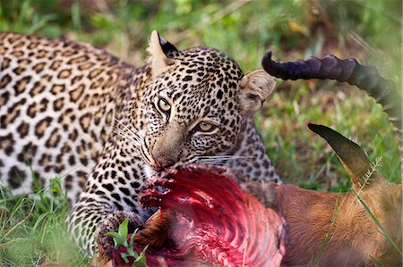 simsearch:862-03366998,k - Kenya,Narok district,Masai Mara. A leopard devours its impala antelope kill in Masai Mara National Reserve. Foto de stock - Con derechos protegidos, Código: 862-03367015