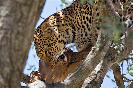 simsearch:862-03367011,k - Kenya, district de Narok, Masai Mara. Un leopard dévorant son kill d'antilope impala dans un arbre dans la réserve nationale de Masai Mara. Photographie de stock - Rights-Managed, Code: 862-03367010