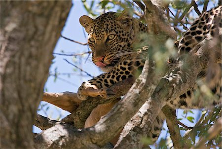 simsearch:862-03366958,k - Kenya,Narok district,Masai Mara. A leopard devouring its impala antelope kill in a tree in Masai Mara National Reserve. Stock Photo - Rights-Managed, Code: 862-03367011