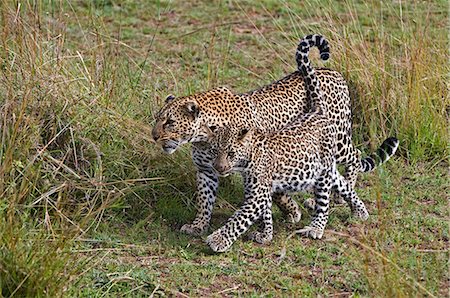 simsearch:862-03437200,k - Kenya, district de Narok, Masai Mara. Un léopard femelle et son petit dans la réserve nationale de Masai Mara. Photographie de stock - Rights-Managed, Code: 862-03367012