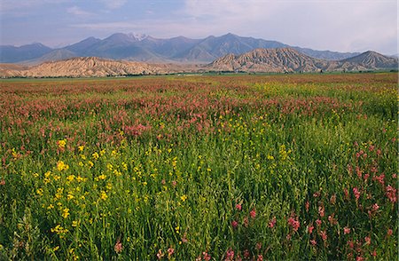 Kyrgyzstan,Kochkor,Terske Ala-Too Mountain Range. Alpine Pastures. Stock Photo - Rights-Managed, Code: 862-03367044