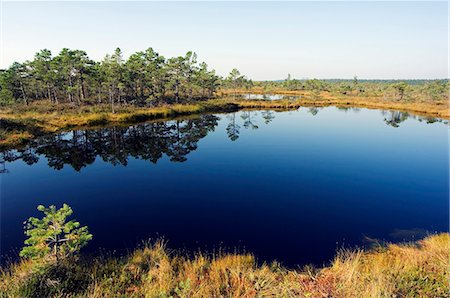 Protected Land of Bogs and Marshes in the Kemeri National Park near Jurmala Stock Photo - Rights-Managed, Code: 862-03367100
