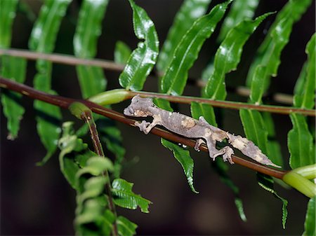 reptiles madagascar - A small leaf-tailed gecko (Uroplatus spp),one of the 70-odd species in Madagascar. Stock Photo - Rights-Managed, Code: 862-03367250