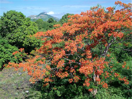 poinciana tree - A beautiful flamboyant tree - a native of Madagascar - growing just outside Antsiranana,more commonly known as Diego. Stock Photo - Rights-Managed, Code: 862-03367261