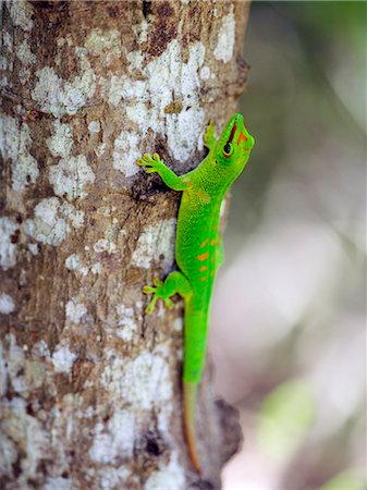 simsearch:862-03367324,k - A spectacular day gecko (Phelsuma madagascariensis grandis) is one of roughly 70 gecko species in Madagascar. It is the largest (up to 30 cm long) in northern Madagascar with the brightest colours. Geckoes outnumber all other lizard species on the island. Stock Photo - Rights-Managed, Code: 862-03367263