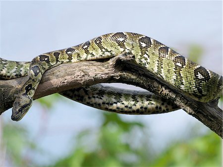 A Madagascar tree boa (Sanzinia madagascariensis) is one of three boa species in Madagascar. Interestingly,they only exist as fossils in Mainland Africa having been supplanted by pythons.There are no poisonous snakes in Madagascar. Stock Photo - Rights-Managed, Code: 862-03367275