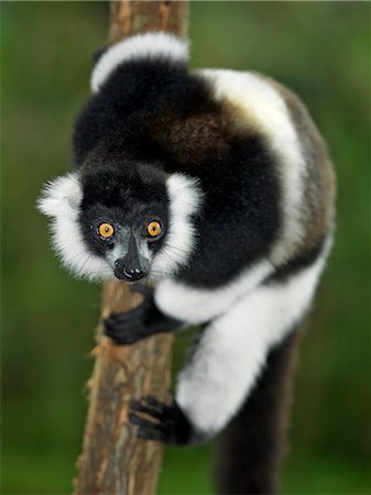 simsearch:862-03820813,k - Un noir et blanc Lémur (Varecia variegata) dans le Parc National de Mantadia, l'est de Madagascar. Photographie de stock - Rights-Managed, Code: 862-03367287