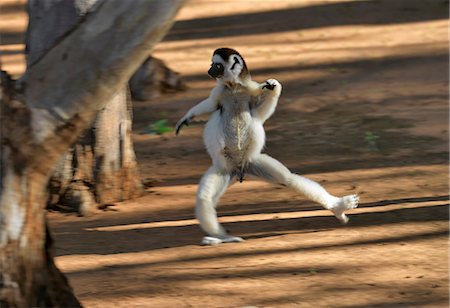 A Verreaux's Sifaka (Propithecus verreauxi). These lemurs are often called the 'dancing lemur' for their ability to bound upright over the ground and leap spectacularly from tree to tree. Stock Photo - Rights-Managed, Code: 862-03367294