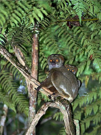 simsearch:862-03367278,k - Eastern woolly lemurs (Avahi) in Andasibe National Park. These lemurs are nocturnal. Foto de stock - Con derechos protegidos, Código: 862-03367295