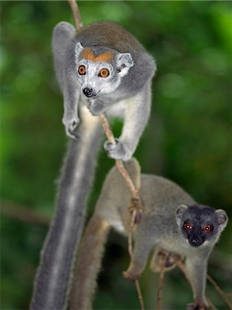 A male and female Crowned lemur (Eulemur coronatus). Stock Photo - Rights-Managed, Code: 862-03367296