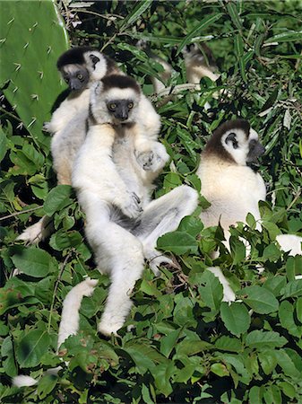 A Verreaux's Sifaka (Propithecus verreauxi). These lemurs are often called the 'dancing lemur' for their ability to bound upright over the ground and leap spectacularly from tree to tree. Stock Photo - Rights-Managed, Code: 862-03367290