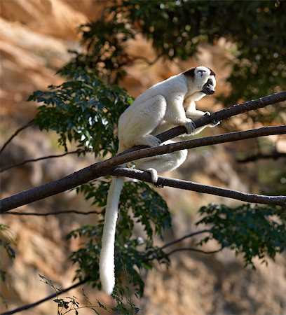 A Verreaux's Sifaka (Propithecus verreauxi). These lemurs are often called the 'dancing lemur' for their ability to bound upright over the ground and leap spectacularly from tree to tree. Foto de stock - Direito Controlado, Número: 862-03367293