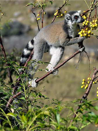 simsearch:862-03367279,k - A Ring-tailed Lemur (Lemur catta) feeding on wild Madagascar lilac fruits in the Canyon des makis,Isalo National Park. Foto de stock - Con derechos protegidos, Código: 862-03367304