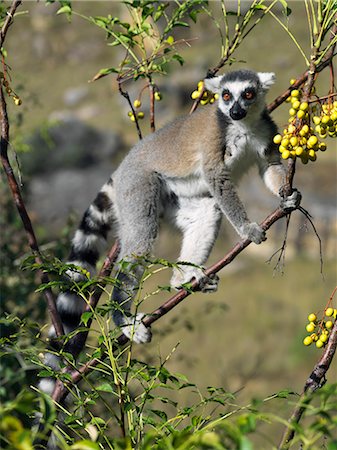 simsearch:862-03367281,k - A Ring-tailed Lemur (Lemur catta) feeding on wild Madagascar lilac fruits in the Canyon des makis,Isalo National Park. Foto de stock - Con derechos protegidos, Código: 862-03367305