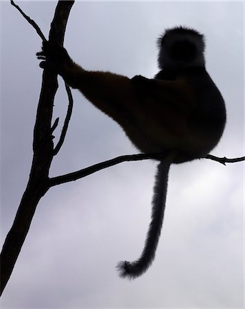 The silhouette of a Diademed sifaka (Propithecus diadema) in Matandia National Park,eastern Madagascar. Foto de stock - Direito Controlado, Número: 862-03367308