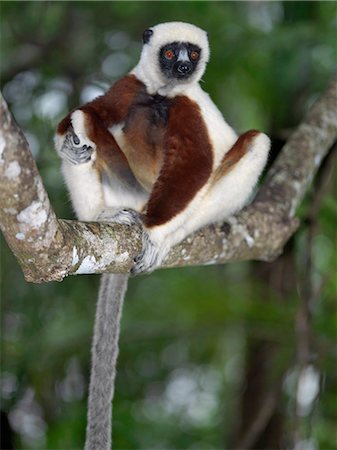 simsearch:862-03367284,k - A Coquerel's sifaka (Propithecus verreauxi coquereli) which is found in the dry forests of northwest Madagascar. Foto de stock - Con derechos protegidos, Código: 862-03367309