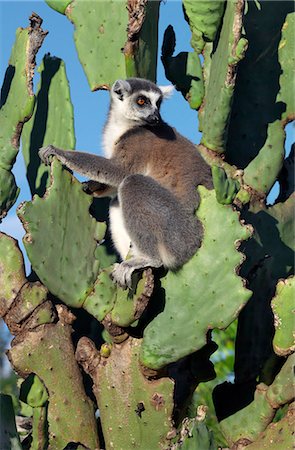 simsearch:862-03367281,k - Un Lémur Catta (Lemur catta) assis sur un cactus de poire épineuse dont ils se nourrissent. Ce lémurien est facilement reconnaissable à sa queue bagué. Photographie de stock - Rights-Managed, Code: 862-03367302
