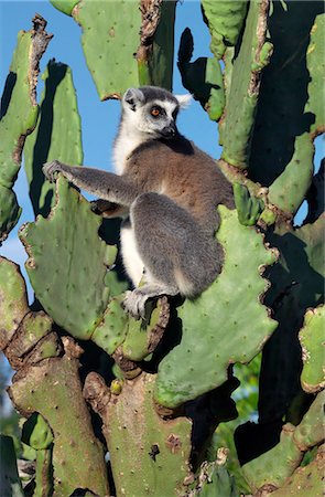 figue de barbarie - Un Lémur Catta (Lemur catta) assis sur un cactus de poire épineuse dont ils se nourrissent. Ce lémurien est facilement reconnaissable à sa queue bagué. Photographie de stock - Rights-Managed, Code: 862-03367302