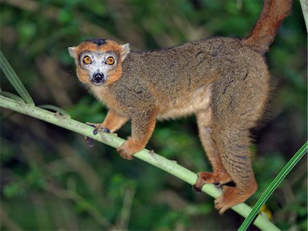 simsearch:862-03367283,k - Un Lémurien brun (Eulemur fulvus fulvus). Photographie de stock - Rights-Managed, Code: 862-03367316