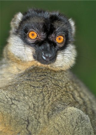simsearch:862-03367289,k - A Brown lemur (Eulemur fulvus fulvus). Foto de stock - Con derechos protegidos, Código: 862-03367317