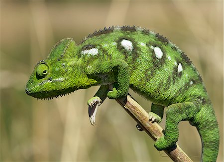 rainforest camouflage - A Panther chameleon (Furcifer padalis). Stock Photo - Rights-Managed, Code: 862-03367318