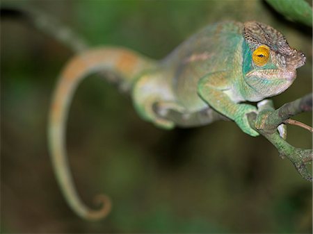 rainforest camouflage - A Parson's chameleon (Chamaeleo parsonii). Stock Photo - Rights-Managed, Code: 862-03367326