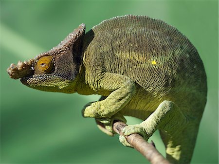 Ein Parsons Chamäleon (Chamaeleo Parsonii). Stockbilder - Lizenzpflichtiges, Bildnummer: 862-03367327