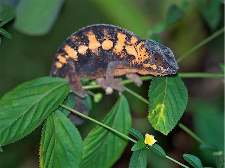 rainforest camouflage - A Chameleon. Stock Photo - Rights-Managed, Code: 862-03367328