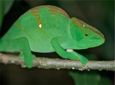 reptiles madagascar - A brightly-coloured green chameleon. Stock Photo - Rights-Managed, Code: 862-03367320