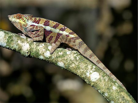 A colourful Chameleon. Stock Photo - Rights-Managed, Code: 862-03367330