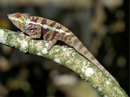 rainforest camouflage - A colourful Chameleon. Stock Photo - Rights-Managed, Code: 862-03367330