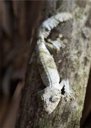 simsearch:700-00328469,k - One of the most extraordinary geckoes in Madagascar is the Leaf-tailed or Fringed gecko (Uroplatus henkeli),which is magnificently camouflaged to resemble tree bark. Foto de stock - Con derechos protegidos, Código: 862-03367333