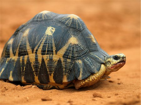 A Madagascar radiated tortoise (Geochelone radiata). Stock Photo - Rights-Managed, Code: 862-03367347