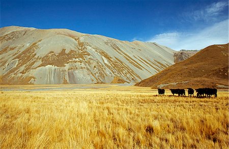 Beef cattle amidst the tussock grassland and scree slopes of the Cass River area on the edge of Mount Cook Stock Photo - Rights-Managed, Code: 862-03360066