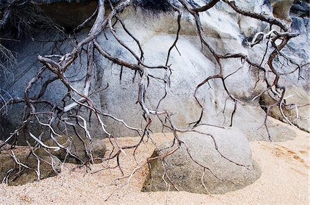 Nouvelle-Zélande, île du Sud, Nelson. Rock et arbre racines dans le Parc National Abel Tasman. Nommé d'après l'explorateur hollandais le premier européen à découvrir la Nouvelle Zélande en 1642, il est le plus petit parc national dans le pays. Photographie de stock - Rights-Managed, Code: 862-03360096