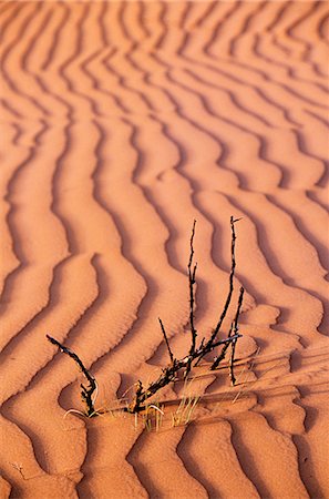 Tufts of grass exist precariously amongst the shifting sand dunes Stock Photo - Rights-Managed, Code: 862-03360141