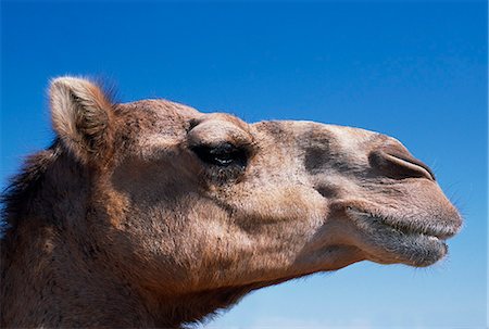 simsearch:862-03360166,k - Portrait of a camel at a racing stable on the fringe of the Wahiba Sands Foto de stock - Direito Controlado, Número: 862-03360157