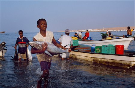 Fishermen off-load their catch onto the beach at Sur. Some of the fish are sold locally,but much is put into refrigeration lorries and taken to Muscat,the inland cities and even up to UAE. Tuna form a high proportion of their catch Foto de stock - Con derechos protegidos, Código: 862-03360203