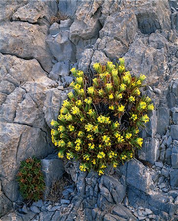 simsearch:862-03889538,k - Flowers in rocks on Al Jabal al Akhdar. Stock Photo - Rights-Managed, Code: 862-03360269