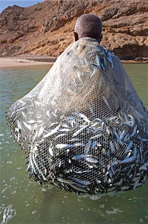 sardina - Oman,Muscat Region,Bandar Khayran. A old fisherman fishes for sardines with a traditional net from a beach on the coast near Muscat Foto de stock - Con derechos protegidos, Código: 862-03360330