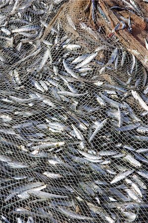 Oman, Mascate région, Bandar Khayran. Détail d'une pêche net de sardines capturés par des moyens traditionnels au large de la côte d'Oman près de Muscat. Photographie de stock - Rights-Managed, Code: 862-03360333