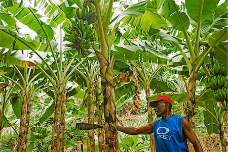 südpazifik - Süd Pazifik, Fiji, Kadavu. Lokale Fijian Insulaner Überprüfung seiner Bananenplantage auf Dravuni Island Stockbilder - Lizenzpflichtiges, Bildnummer: 862-03360355