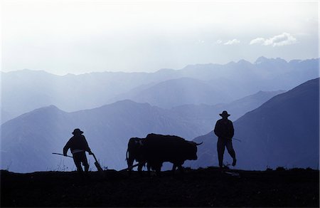 simsearch:862-03732121,k - Silhouette de laboureurs avec boeufs, Canyon du Colca, au Pérou. Photographie de stock - Rights-Managed, Code: 862-03360416