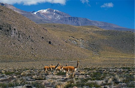 Vicuna (wild members of llama family) on High Plateau between Arequipa and Colca Canyon Foto de stock - Con derechos protegidos, Código: 862-03360433