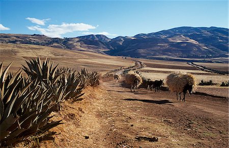 sacred valley of the incas - Taking straw home by donkey Stock Photo - Rights-Managed, Code: 862-03360467